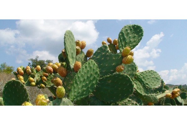 Φραγκοσυκιά! Ο κάκτος με τις πολλές ευεργετικές δράσεις!